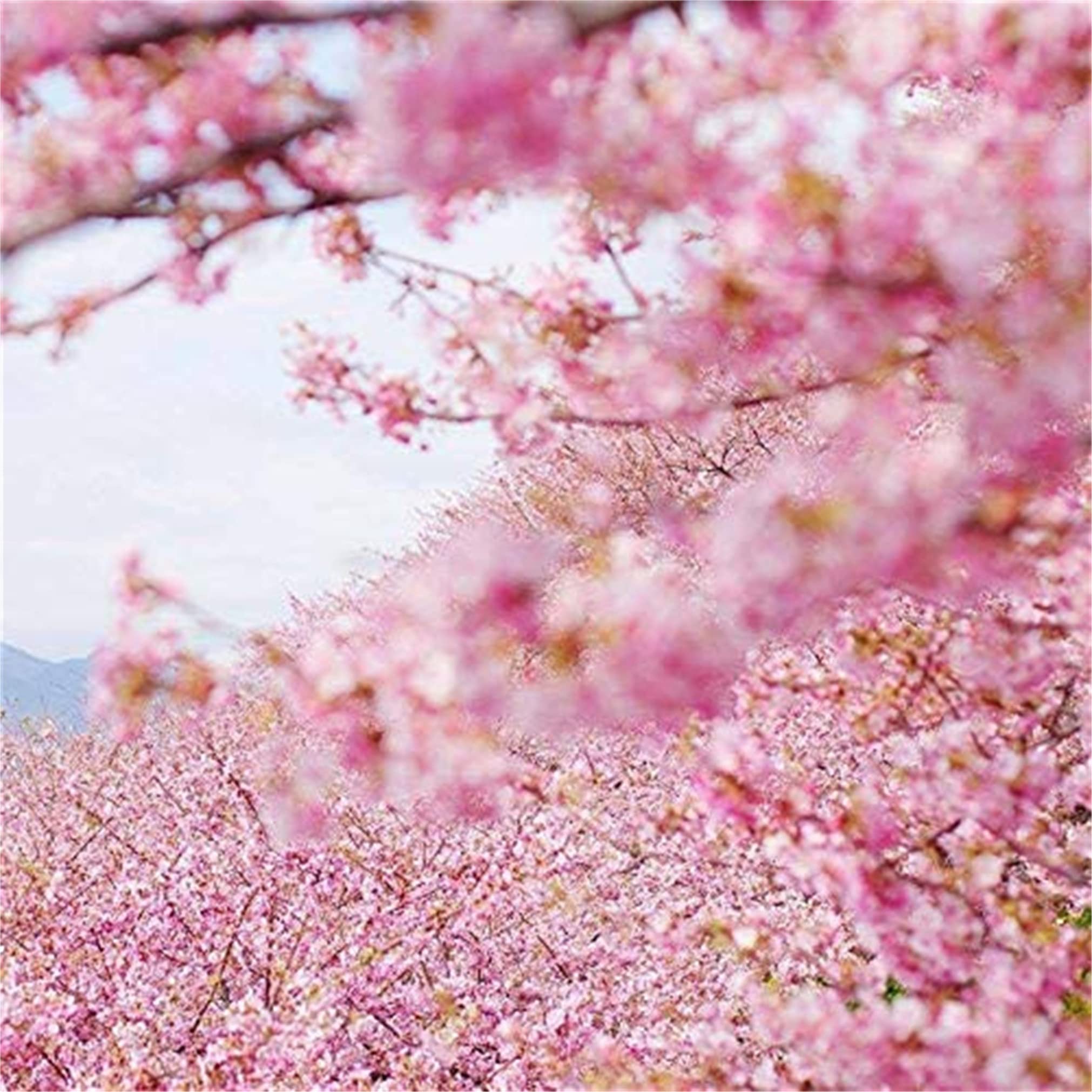 Amazon.com : zellajake Rare Flower Seeds Japanese Flowering Cherry